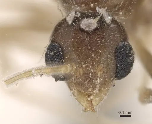 Linepithema fuscum - CASENT0909490