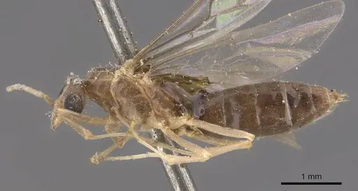 Linepithema fuscum - CASENT0909490