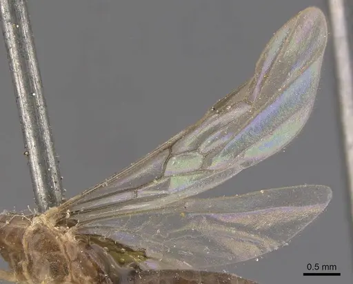 Linepithema fuscum - CASENT0909490