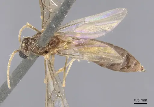 Linepithema fuscum - CASENT0915576