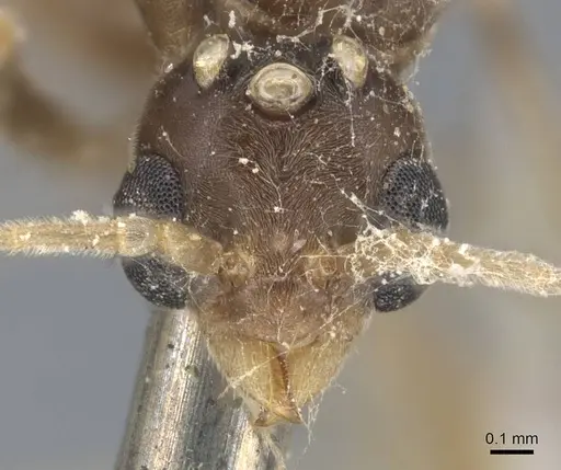 Linepithema fuscum - CASENT0915576