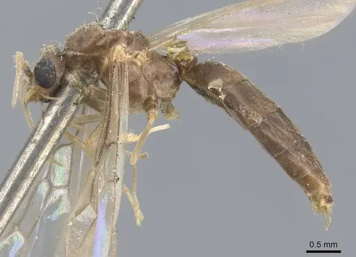 Linepithema fuscum - CASENT0915576