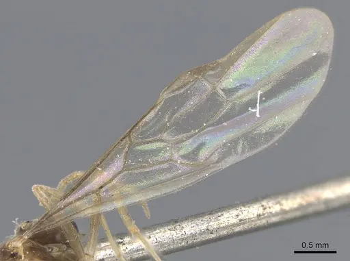 Linepithema fuscum - CASENT0915576