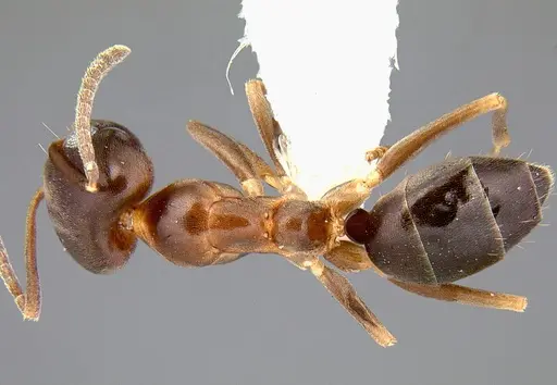 Linepithema gallardoi specimen
