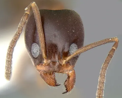 Linepithema gallardoi specimen