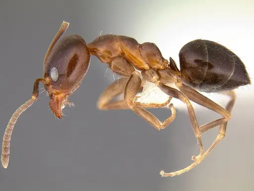 Linepithema gallardoi specimen