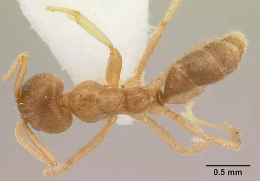 Linepithema hirsutum specimen