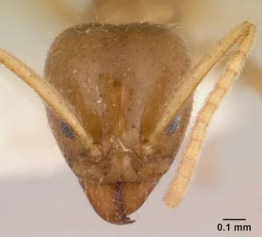 Linepithema hirsutum specimen