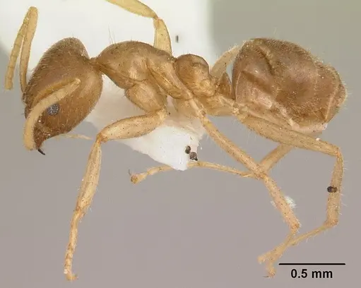 Linepithema hirsutum specimen