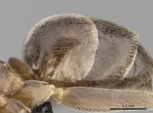 Linepithema humile specimen