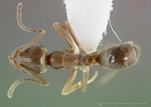 Linepithema humile - CASENT0005323