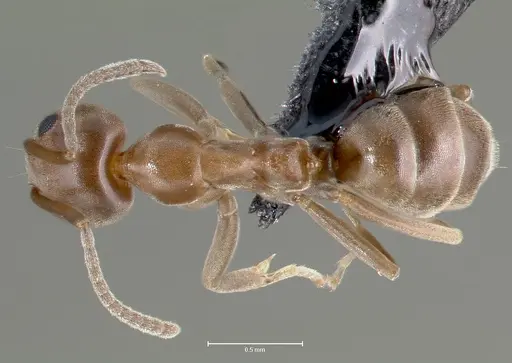 Linepithema humile - CASENT0006019