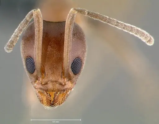Linepithema humile - CASENT0006019