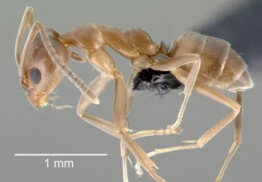 Linepithema humile - CASENT0006019