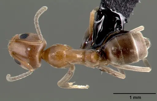 Linepithema humile - CASENT0006020