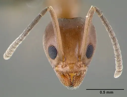 Linepithema humile - CASENT0006020