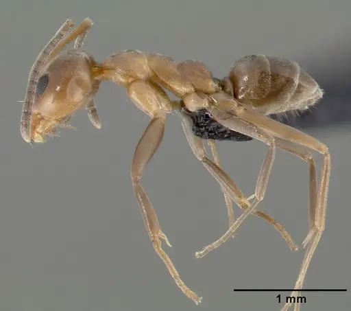 Linepithema humile - CASENT0006020