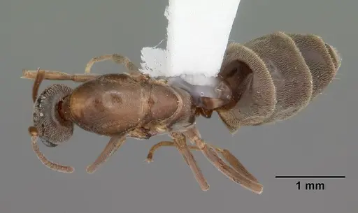 Linepithema humile - CASENT0104070