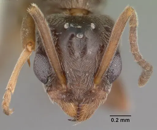 Linepithema humile - CASENT0104070