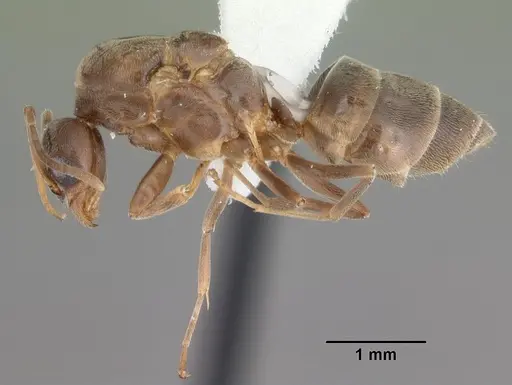 Linepithema humile - CASENT0104070