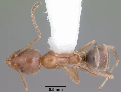 Linepithema humile - CASENT0104147