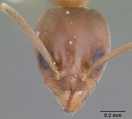 Linepithema humile - CASENT0104147