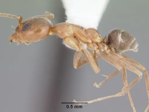 Linepithema humile - CASENT0104147