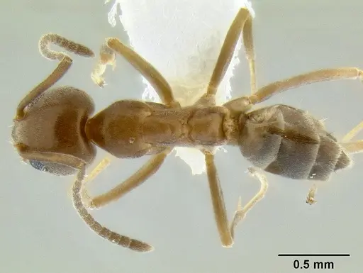 Linepithema humile - CASENT0106119