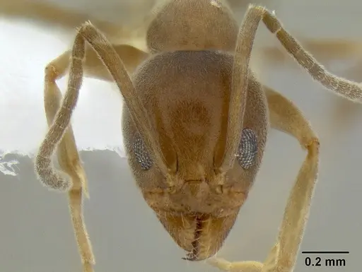 Linepithema humile - CASENT0106119