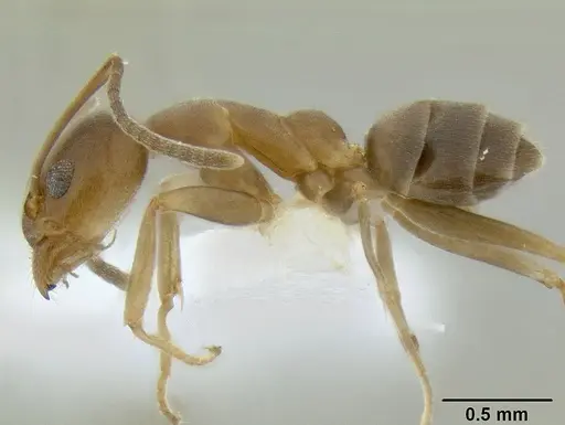 Linepithema humile - CASENT0106119