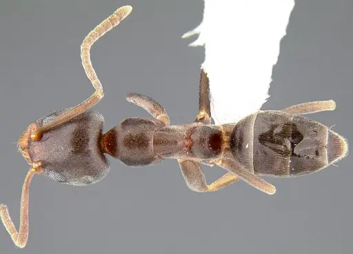 Linepithema humile - CASENT0106983