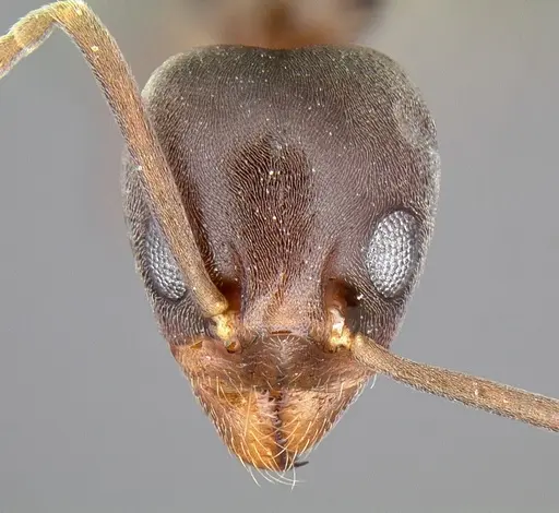 Linepithema humile - CASENT0106983