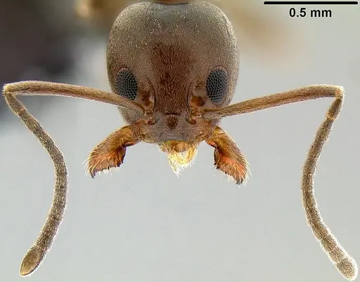Linepithema humile - CASENT0171090