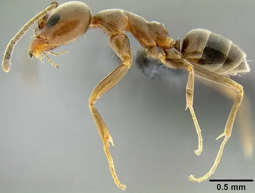 Linepithema humile - CASENT0171090