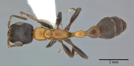 Linepithema humile - CASENT0246288