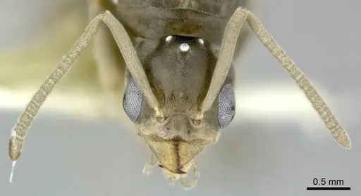 Linepithema humile - CASENT0246288