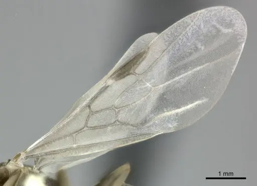 Linepithema humile - CASENT0246288