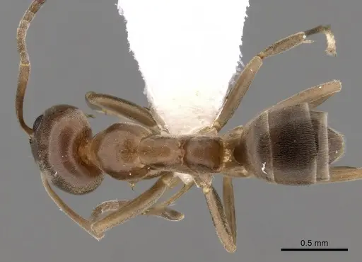 Linepithema humile - CASENT0249733