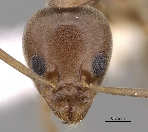 Linepithema humile - CASENT0249733