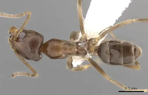 Linepithema humile - CASENT0280869