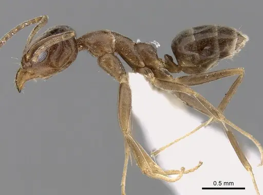 Linepithema humile - CASENT0280869