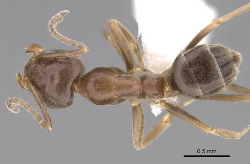 Linepithema humile - CASENT0281314