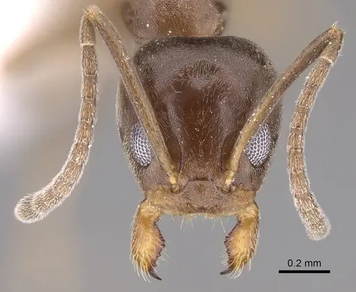 Linepithema humile - CASENT0281314
