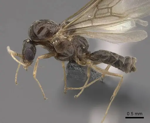 Linepithema humile - CASENT0724858