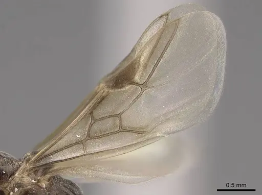 Linepithema humile - CASENT0724858