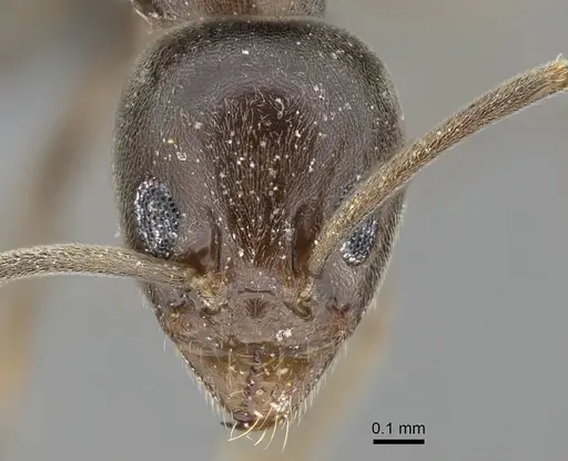 Linepithema humile - CASENT0785897