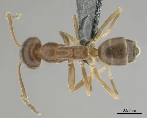 Linepithema humile - CASENT0813010