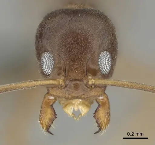 Linepithema humile - CASENT0813010