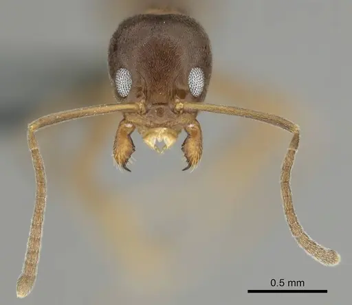 Linepithema humile - CASENT0813010