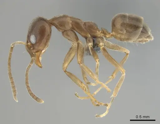 Linepithema humile - CASENT0813010